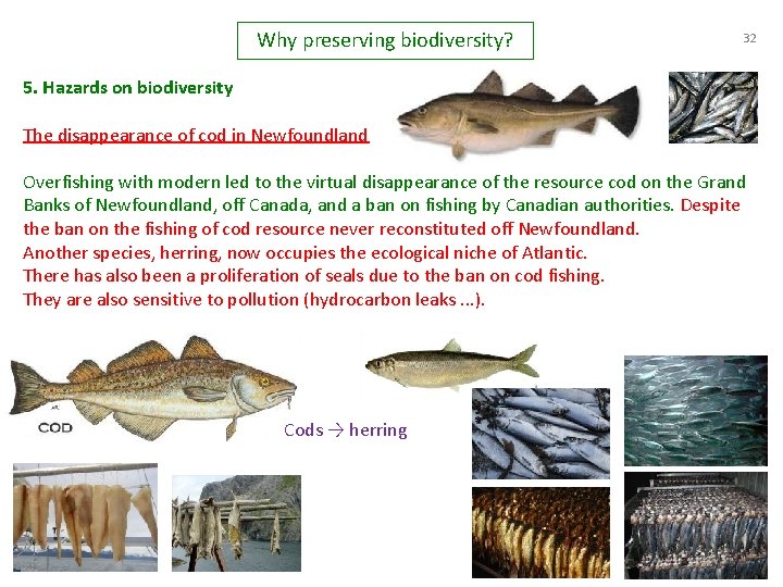 Why preserving biodiversity? 32 5. Hazards on biodiversity The disappearance of cod in Newfoundland