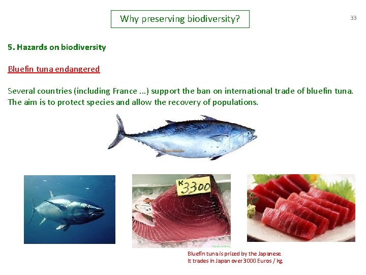 Why preserving biodiversity? 33 5. Hazards on biodiversity Bluefin tuna endangered Several countries (including