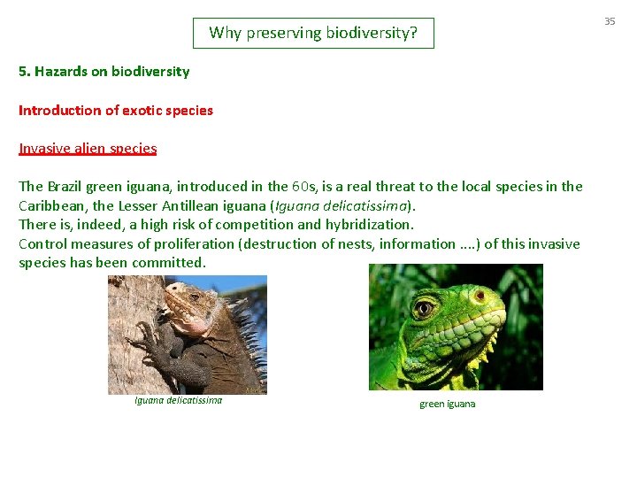 35 Why preserving biodiversity? 5. Hazards on biodiversity Introduction of exotic species Invasive alien
