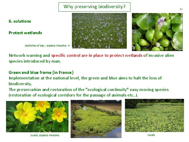 Why preserving biodiversity? 36 6. solutions Protect wetlands Jacinthes d’eau , espèce invasive →