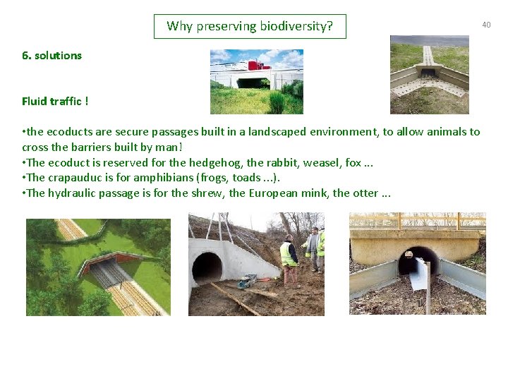 Why preserving biodiversity? 6. solutions Fluid traffic ! • the ecoducts are secure passages