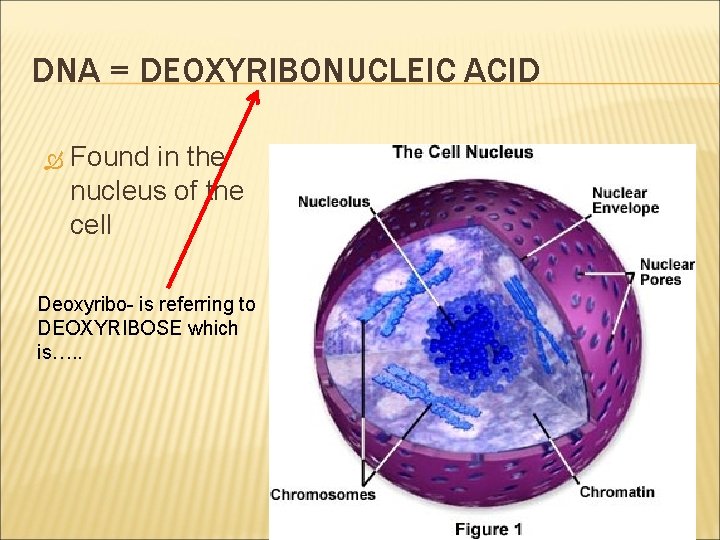 DNA = DEOXYRIBONUCLEIC ACID Found in the nucleus of the cell Deoxyribo- is referring