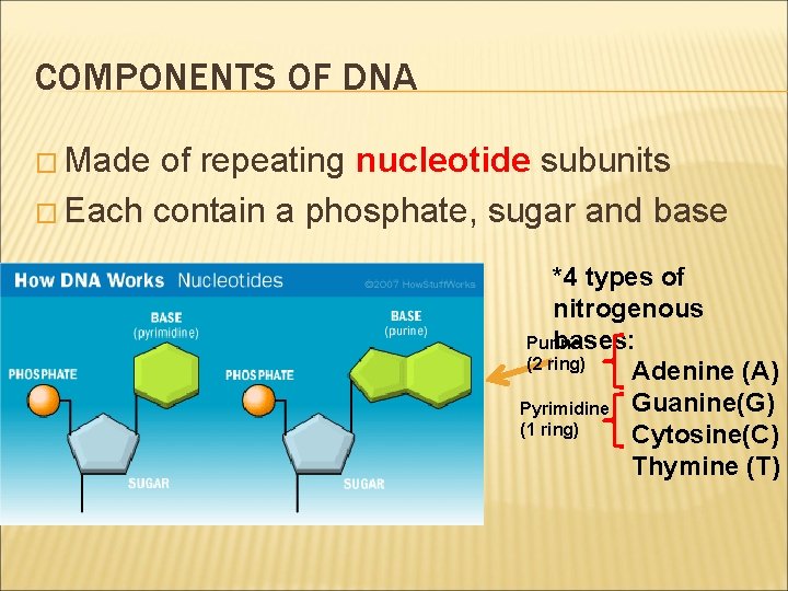 COMPONENTS OF DNA � Made of repeating nucleotide subunits � Each contain a phosphate,