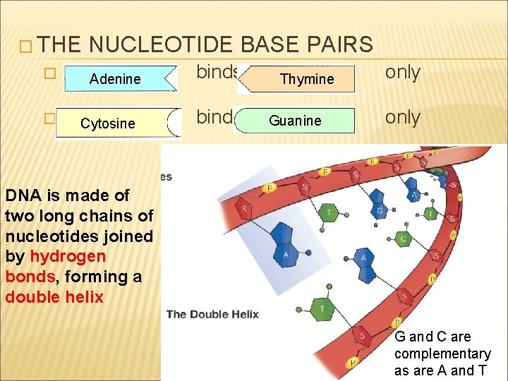 � THE � � NUCLEOTIDE BASE PAIRS Adenine Cytosine binds Thymine Guanine only DNA