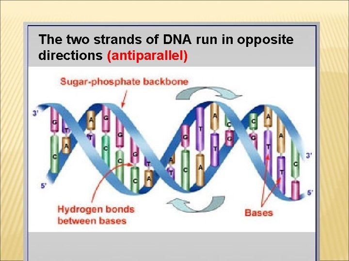 The two strands of DNA run in opposite directions (antiparallel) 
