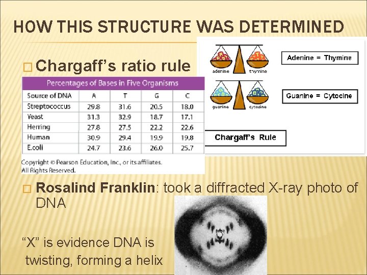 HOW THIS STRUCTURE WAS DETERMINED � Chargaff’s � ratio rule Rosalind Franklin: took a