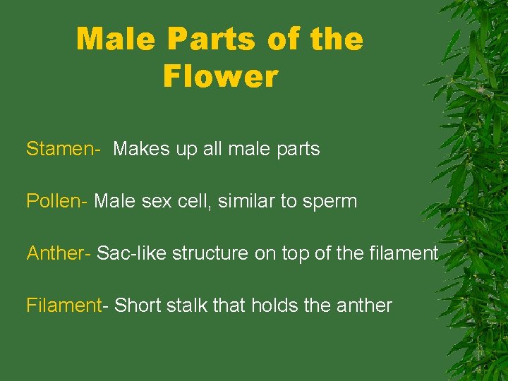 Male Parts of the Flower Stamen- Makes up all male parts Pollen- Male sex