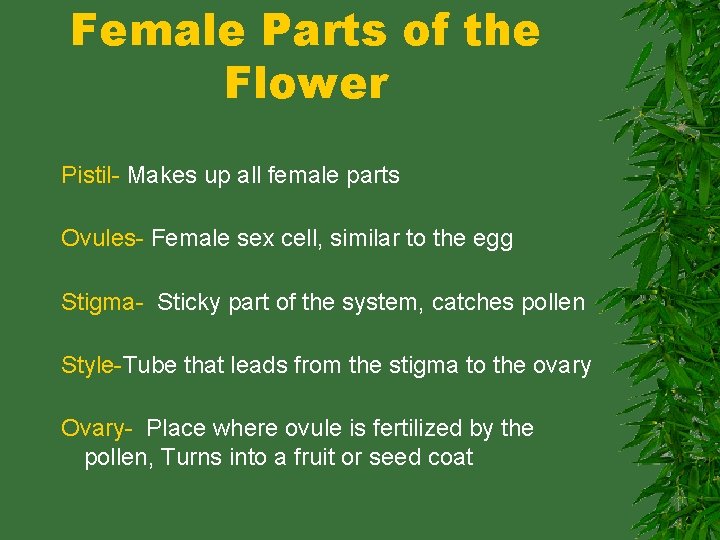 Female Parts of the Flower Pistil- Makes up all female parts Ovules- Female sex