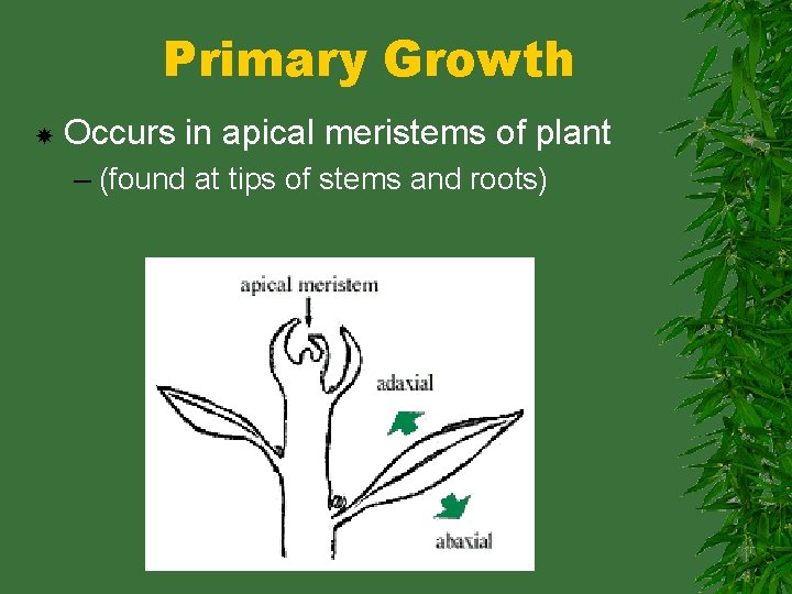 Primary Growth Occurs in apical meristems of plant – (found at tips of stems