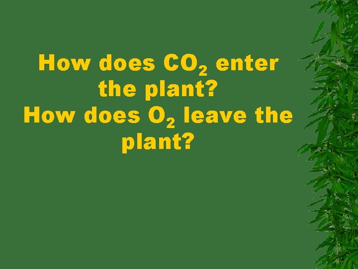 How does CO 2 enter the plant? How does O 2 leave the plant?