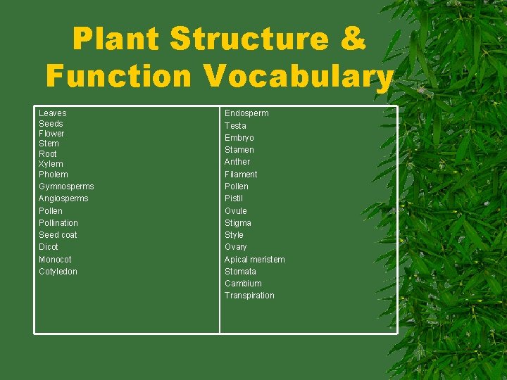 Plant Structure & Function Vocabulary Leaves Seeds Flower Stem Root Xylem Pholem Gymnosperms Angiosperms