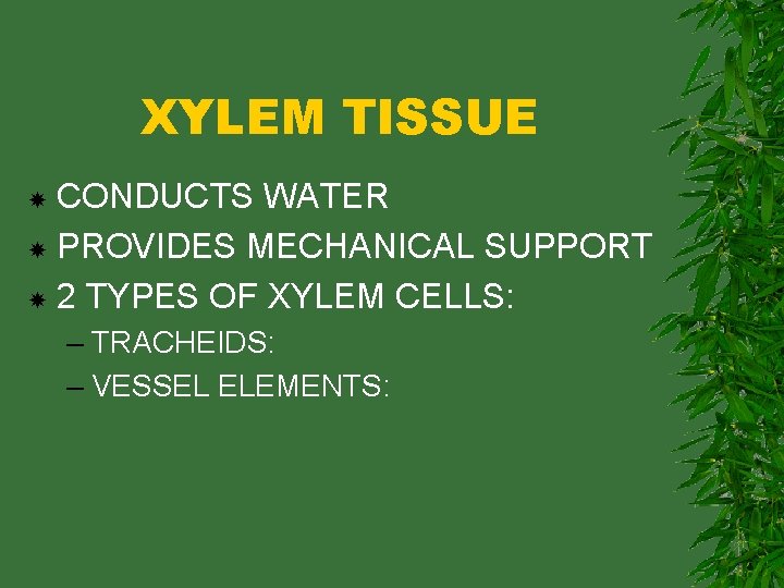 XYLEM TISSUE CONDUCTS WATER PROVIDES MECHANICAL SUPPORT 2 TYPES OF XYLEM CELLS: – TRACHEIDS: