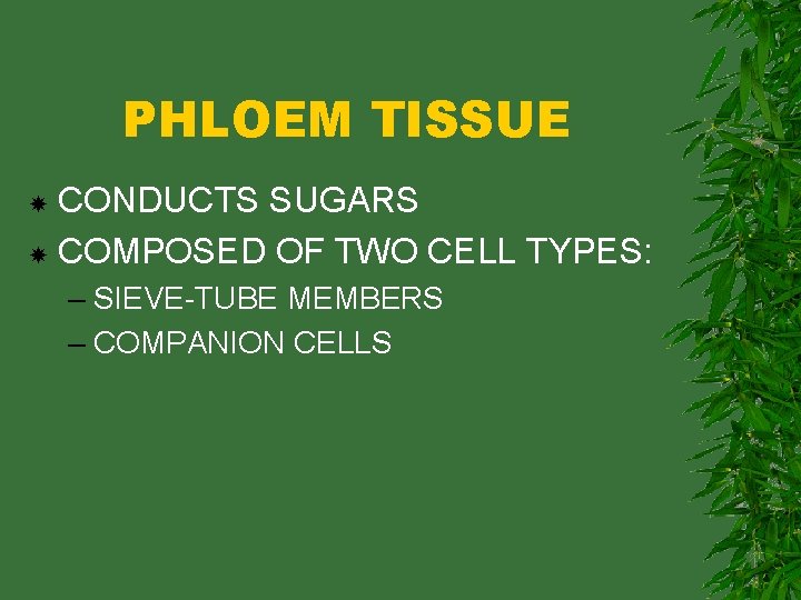 PHLOEM TISSUE CONDUCTS SUGARS COMPOSED OF TWO CELL TYPES: – SIEVE-TUBE MEMBERS – COMPANION