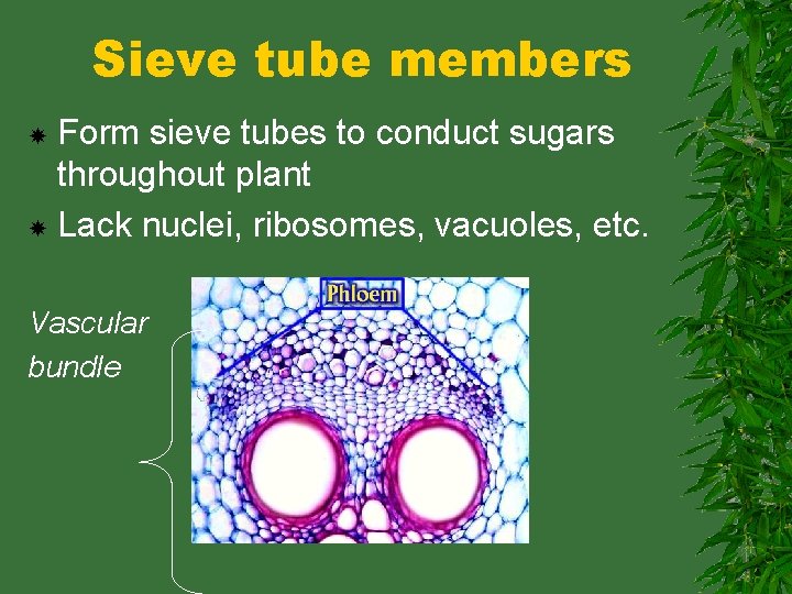 Sieve tube members Form sieve tubes to conduct sugars throughout plant Lack nuclei, ribosomes,