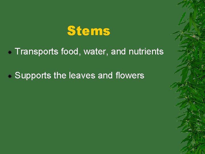 Stems Transports food, water, and nutrients Supports the leaves and flowers 