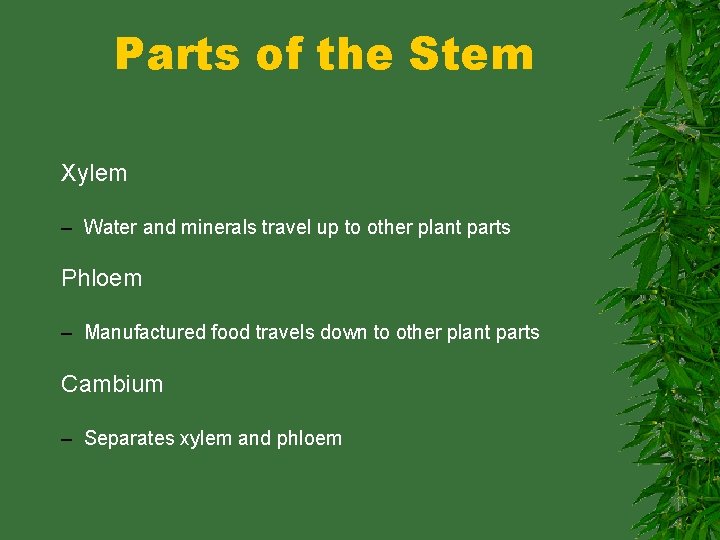 Parts of the Stem Xylem – Water and minerals travel up to other plant