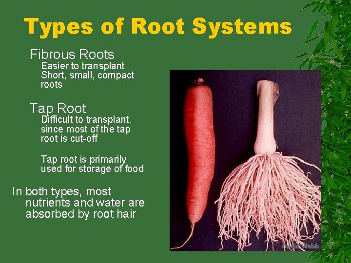 Types of Root Systems Fibrous Roots Easier to transplant Short, small, compact roots Tap