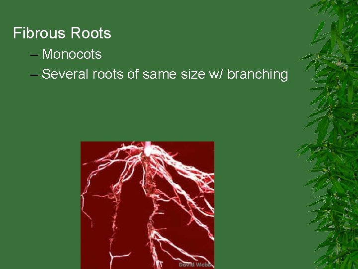 Fibrous Roots – Monocots – Several roots of same size w/ branching 