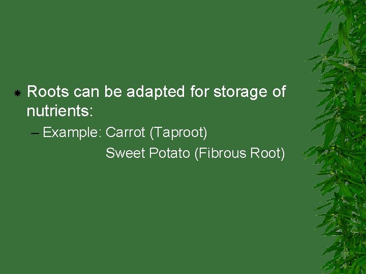 Roots can be adapted for storage of nutrients: – Example: Carrot (Taproot) Sweet