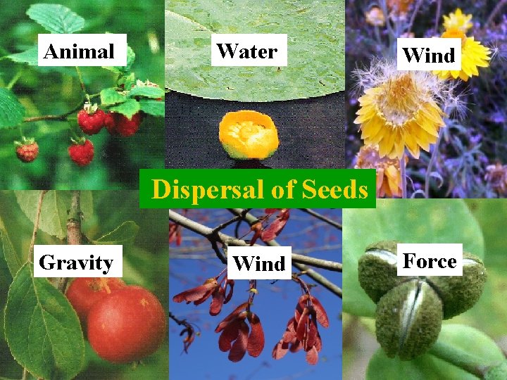 Animal Water Wind Dispersal of Seeds Gravity Wind Force 