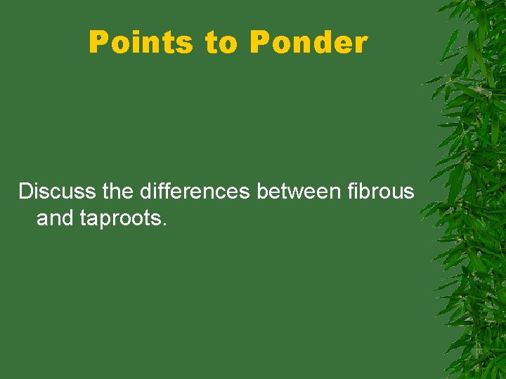 Points to Ponder Discuss the differences between fibrous and taproots. 
