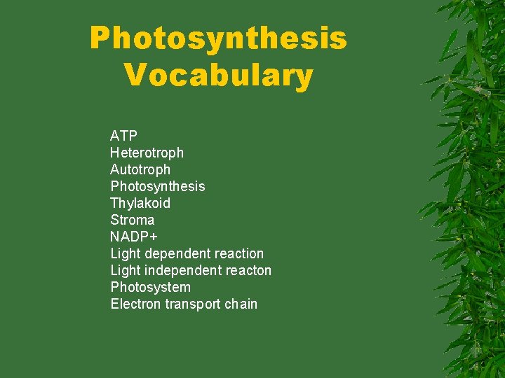 Photosynthesis Vocabulary ATP Heterotroph Autotroph Photosynthesis Thylakoid Stroma NADP+ Light dependent reaction Light independent