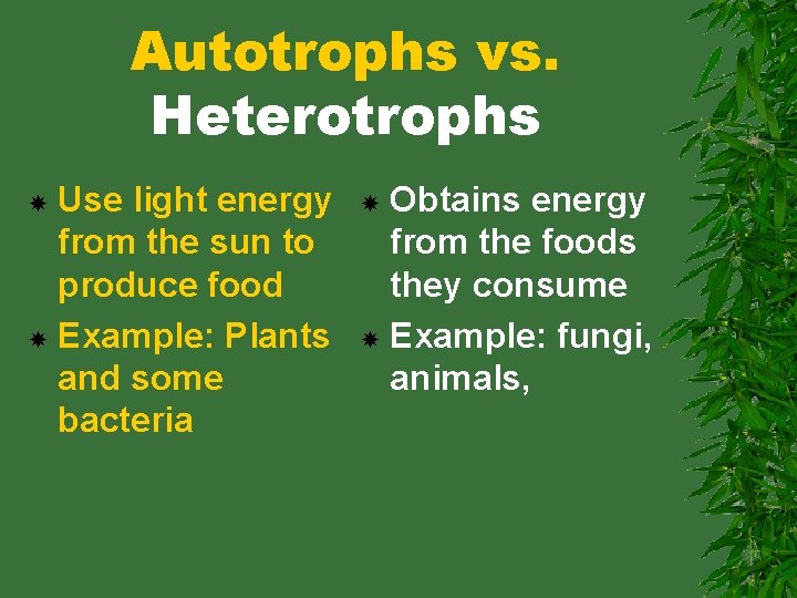 Autotrophs vs. Heterotrophs Use light energy from the sun to produce food Example: Plants