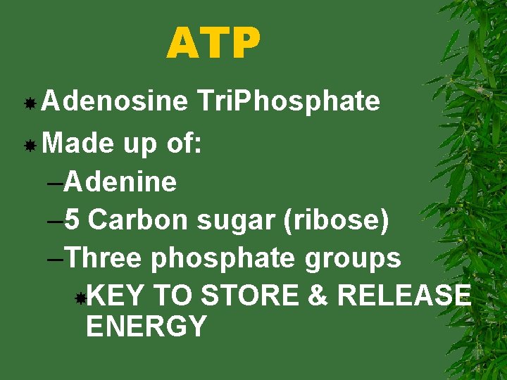 ATP Adenosine Tri. Phosphate Made up of: –Adenine – 5 Carbon sugar (ribose) –Three