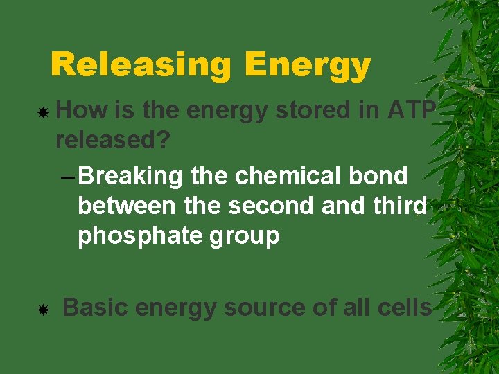 Releasing Energy How is the energy stored in ATP released? – Breaking the chemical