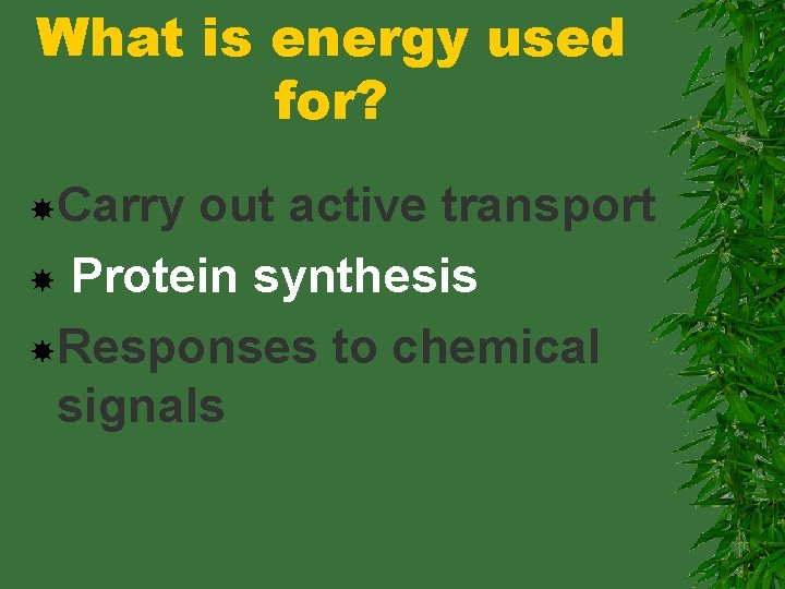 What is energy used for? Carry out active transport Protein synthesis Responses to chemical