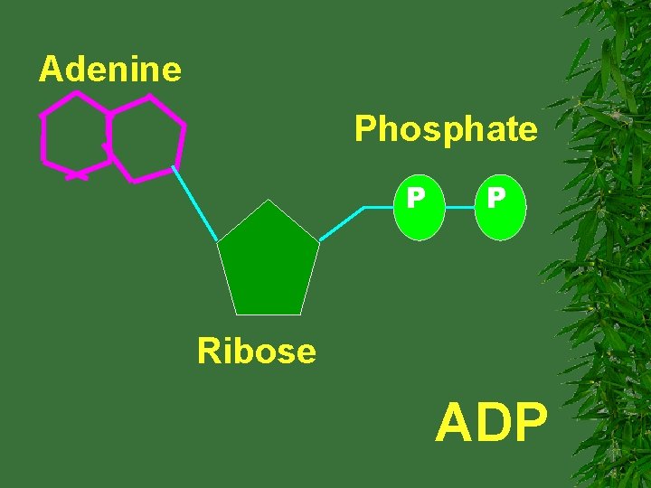 Adenine Phosphate P P Ribose ADP 