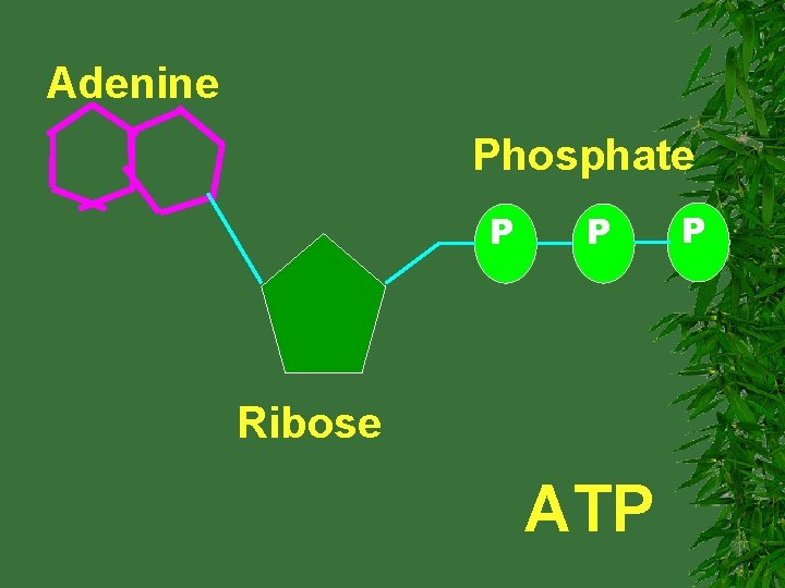 Adenine Phosphate P P Ribose ATP P 