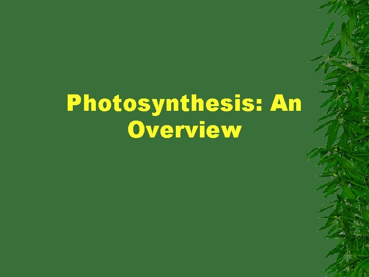 Photosynthesis: An Overview 