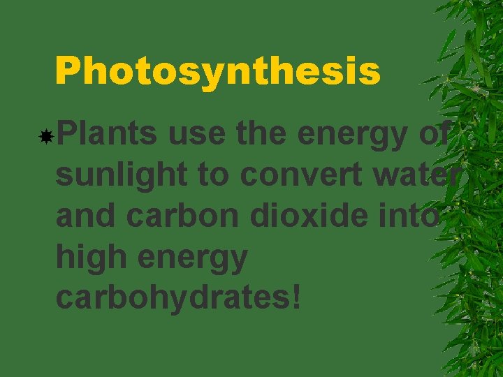 Photosynthesis Plants use the energy of sunlight to convert water and carbon dioxide into