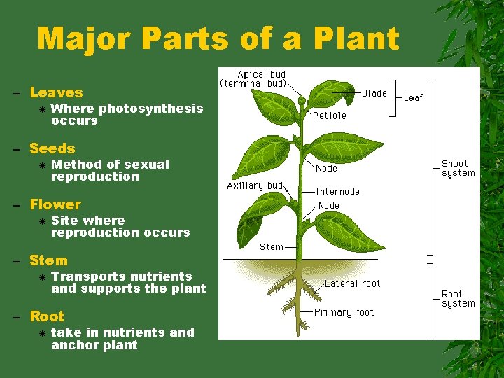 Major Parts of a Plant – Leaves Where photosynthesis occurs – Seeds Method of