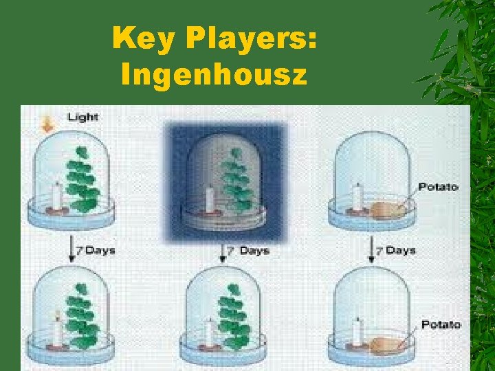 Key Players: Ingenhousz 