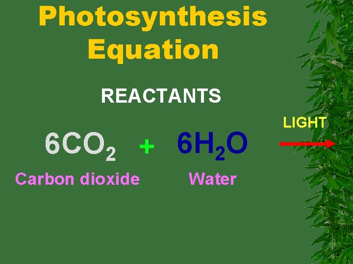 Photosynthesis Equation REACTANTS 6 CO 2 + 6 H 2 O Carbon dioxide Water