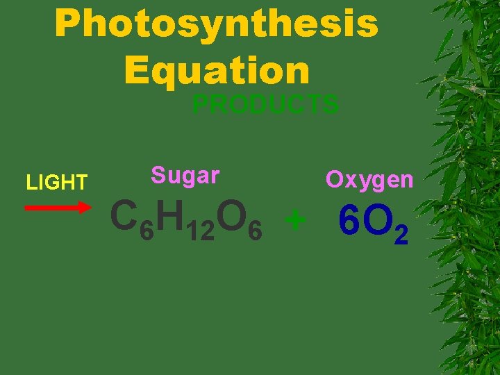 Photosynthesis Equation PRODUCTS LIGHT Sugar Oxygen C 6 H 12 O 6 + 6