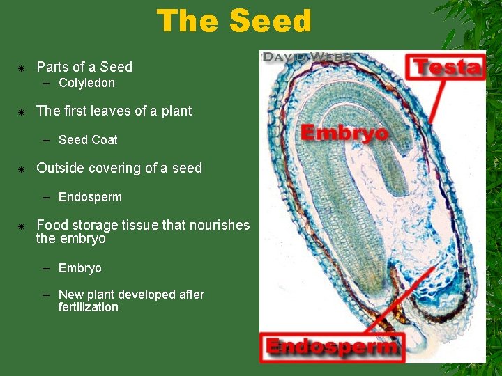 The Seed Parts of a Seed – Cotyledon The first leaves of a plant