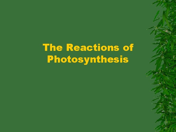 The Reactions of Photosynthesis 