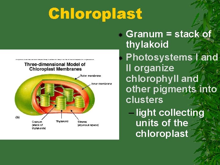 Chloroplast Granum = stack of thylakoid Photosystems I and II organize chlorophyll and other