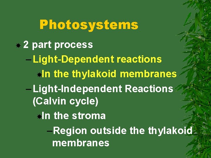 Photosystems 2 part process – Light-Dependent reactions In the thylakoid membranes – Light-Independent Reactions