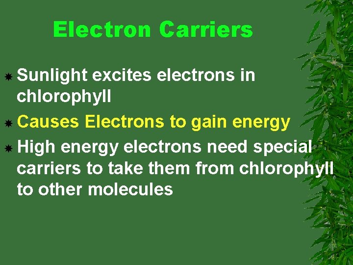 Electron Carriers Sunlight excites electrons in chlorophyll Causes Electrons to gain energy High energy