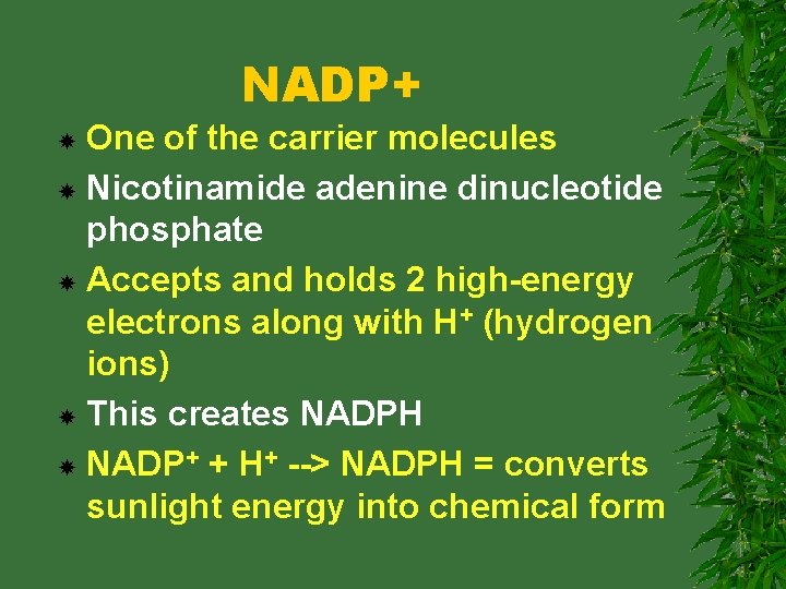 NADP+ One of the carrier molecules Nicotinamide adenine dinucleotide phosphate Accepts and holds 2