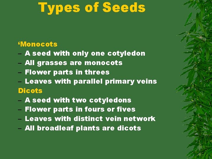 Types of Seeds ‘Monocots – A seed with only one cotyledon – All grasses