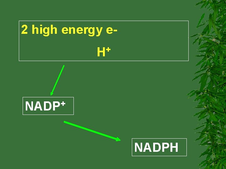 2 high energy e. H+ NADPH 