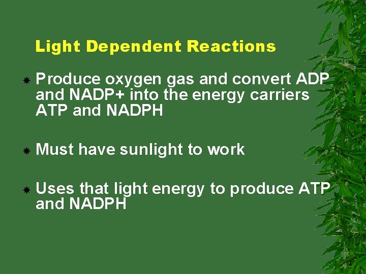 Light Dependent Reactions Produce oxygen gas and convert ADP and NADP+ into the energy