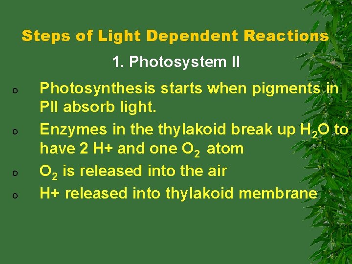 Steps of Light Dependent Reactions 1. Photosystem II o o Photosynthesis starts when pigments