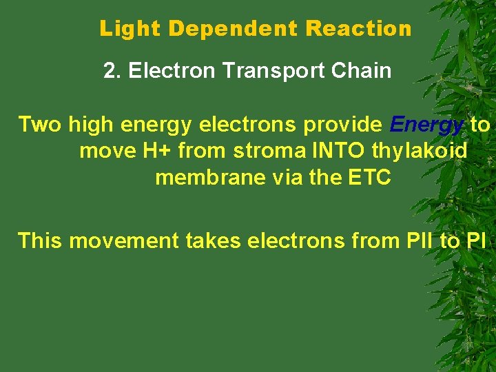 Light Dependent Reaction 2. Electron Transport Chain Two high energy electrons provide Energy to
