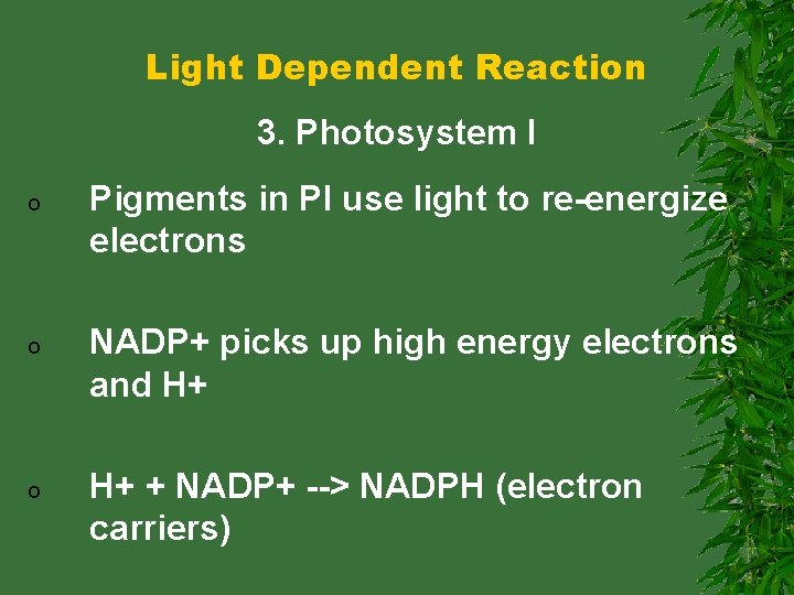 Light Dependent Reaction 3. Photosystem I o Pigments in PI use light to re-energize